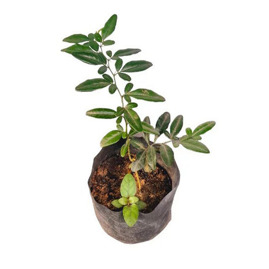 Kasthuri Lime () Medicinale planten