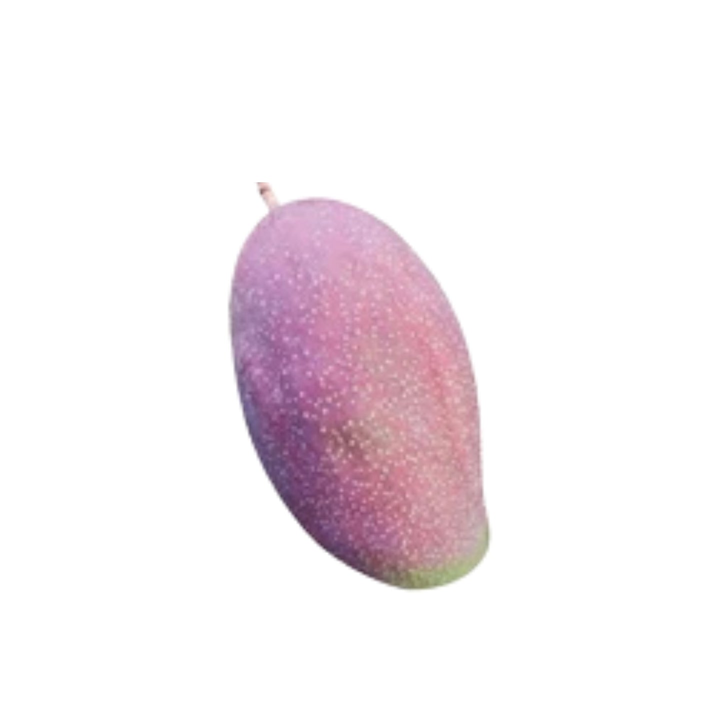 Lakpura® Thai Purple Mango-geënte plant