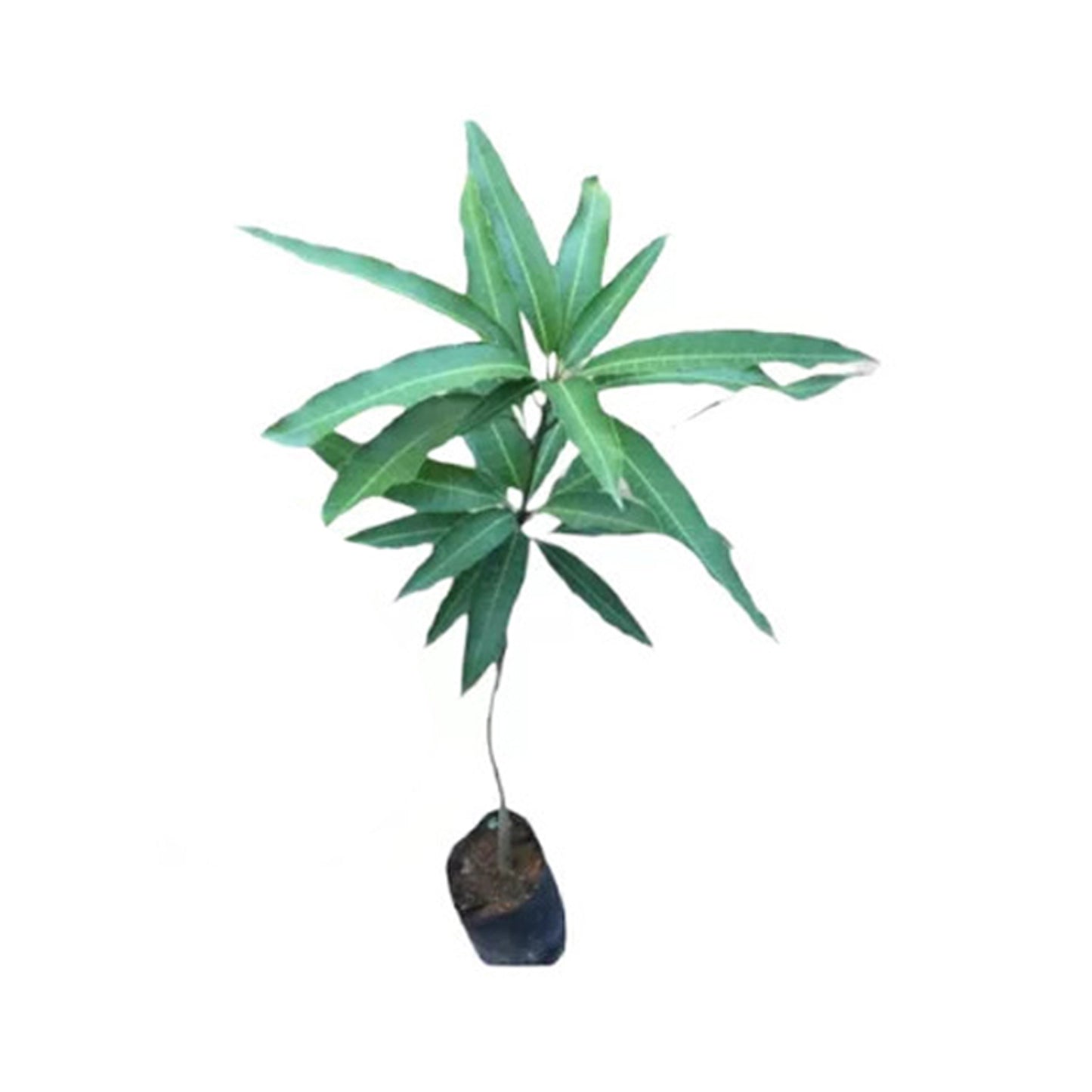Vilad Mango () Fruitplant