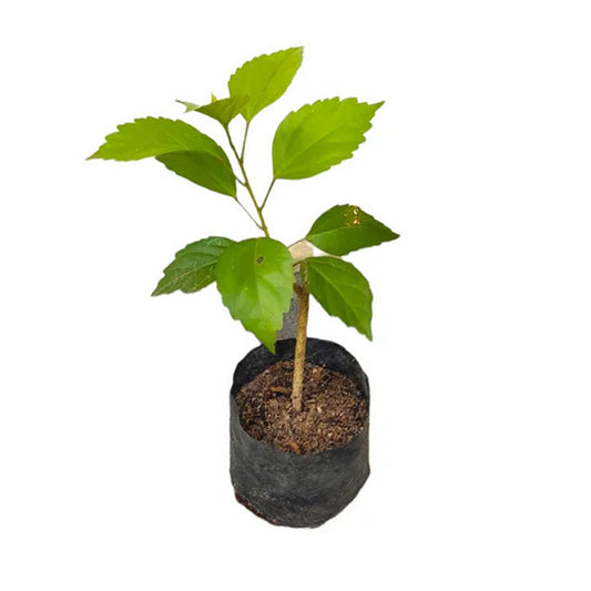 Hibiscus met dubbele bloemblaadjes (rood) exotische plant