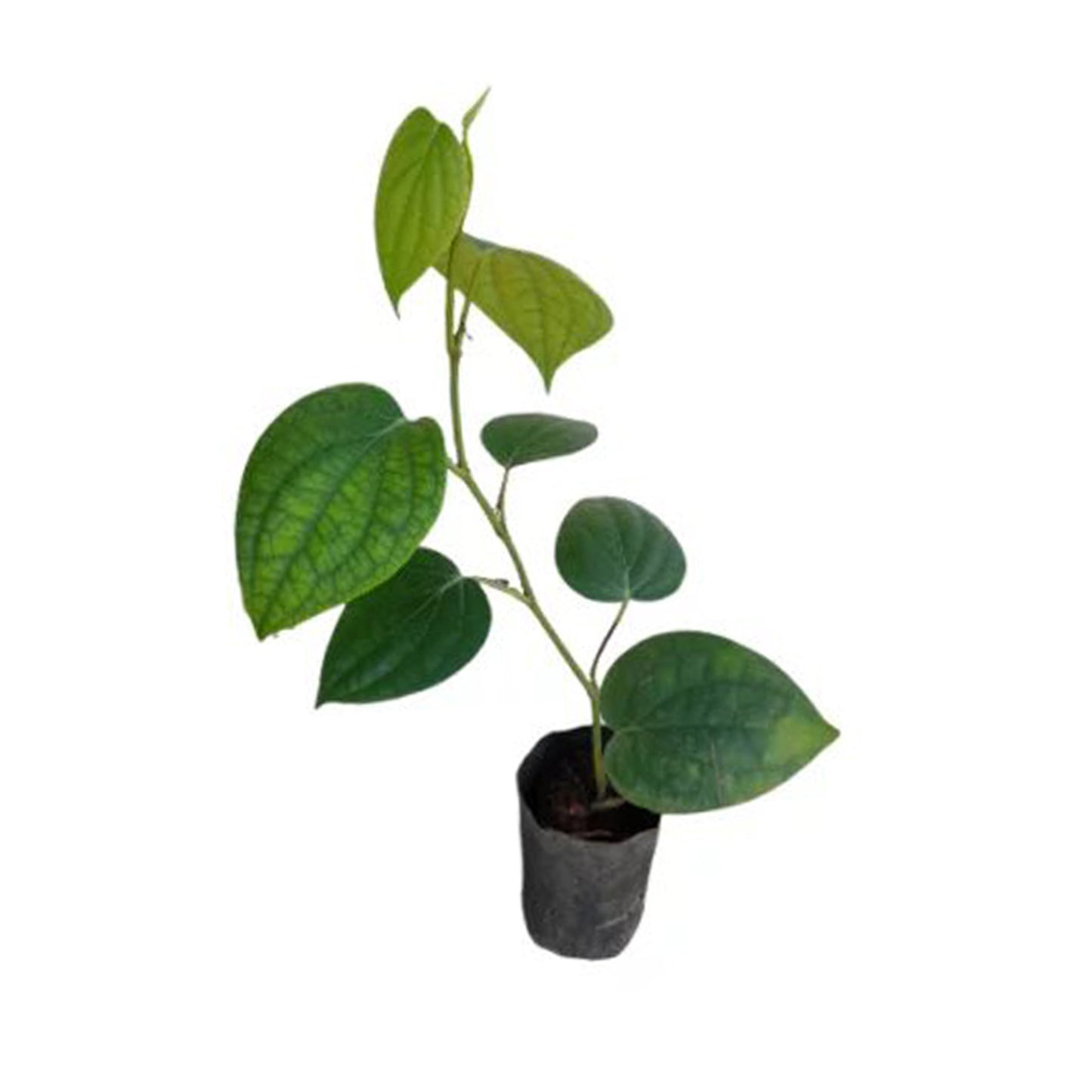 Lakpura® wijnstokpeperplanten (Wel Gammiris)