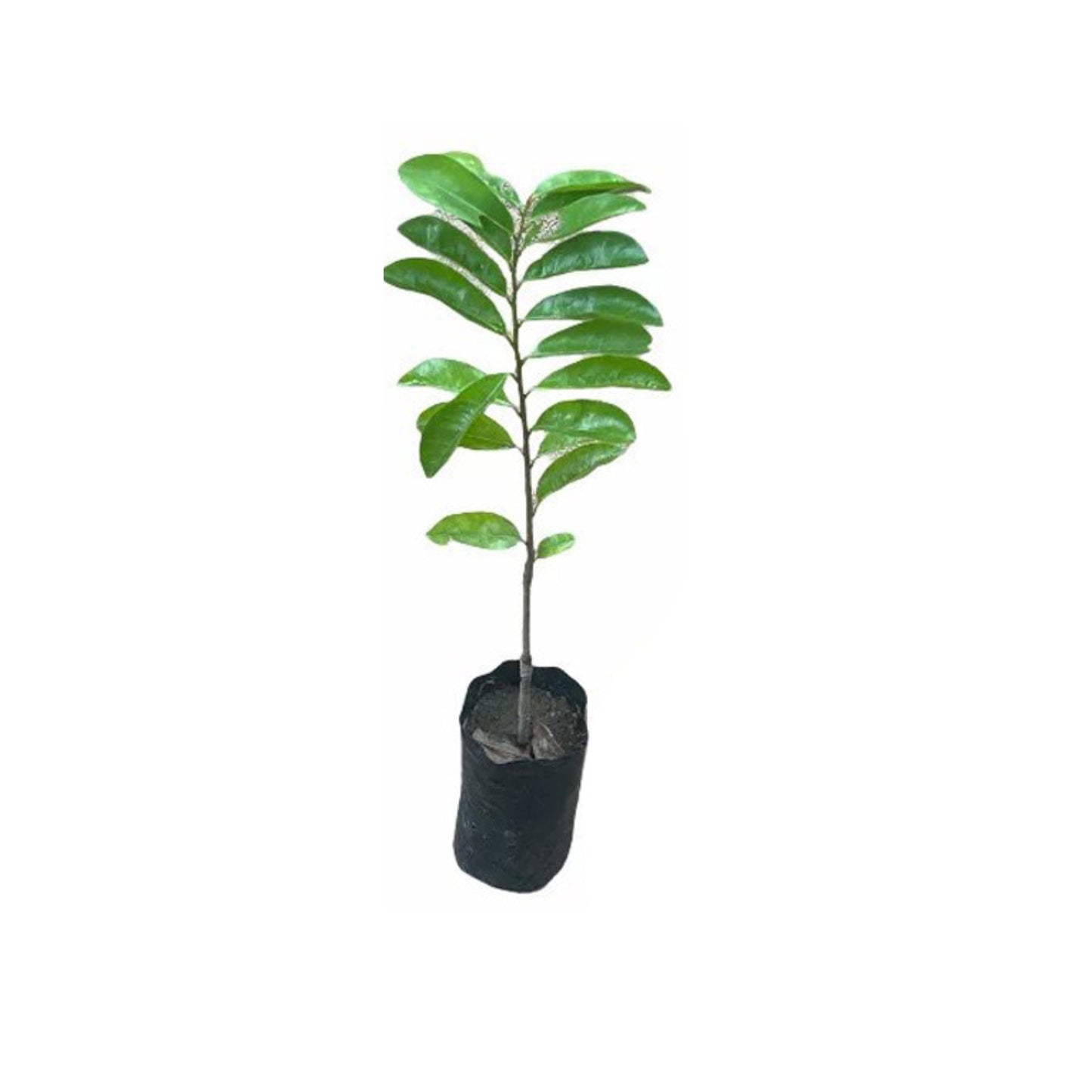 Lakpura® Soursop (Katu Anodha) Layered Plant