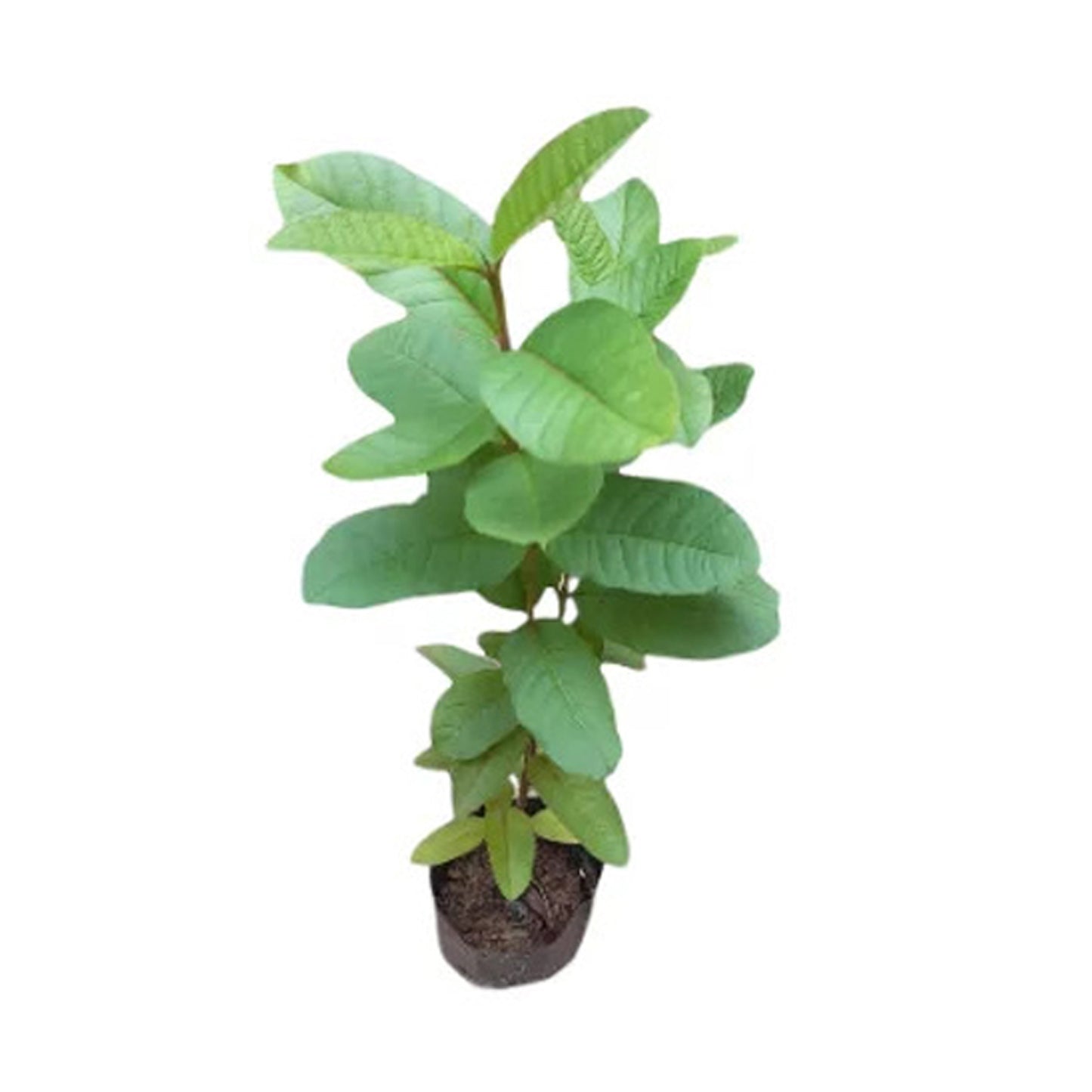 Lakpura witte appel, guave, fruitplant