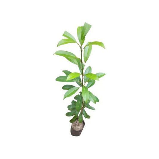 Lakpura® Sapadilla Grafted Plant