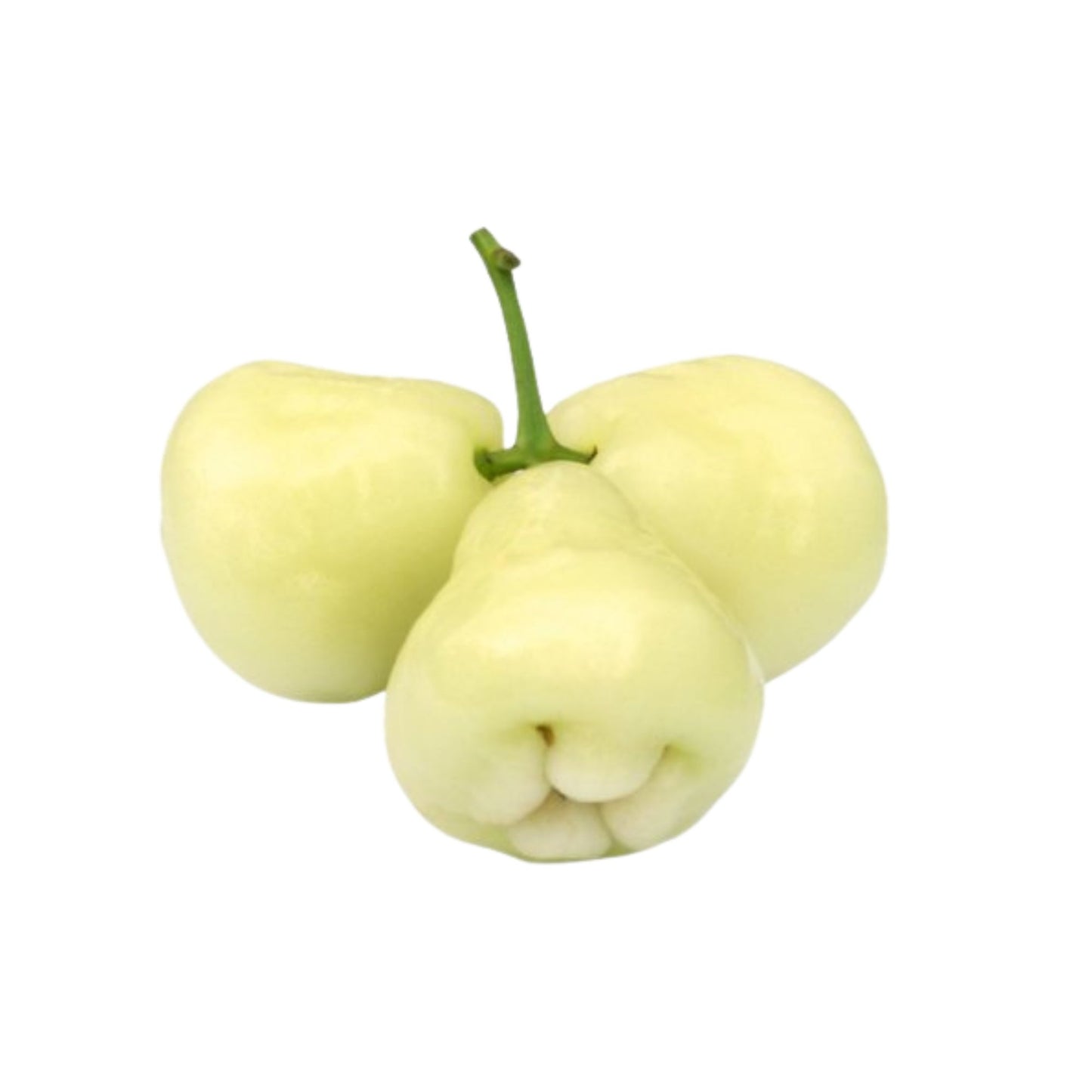 Lakpura® witte rozenappelplant