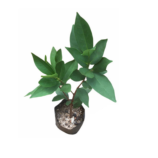 Lakpura® witte rozenappelplant