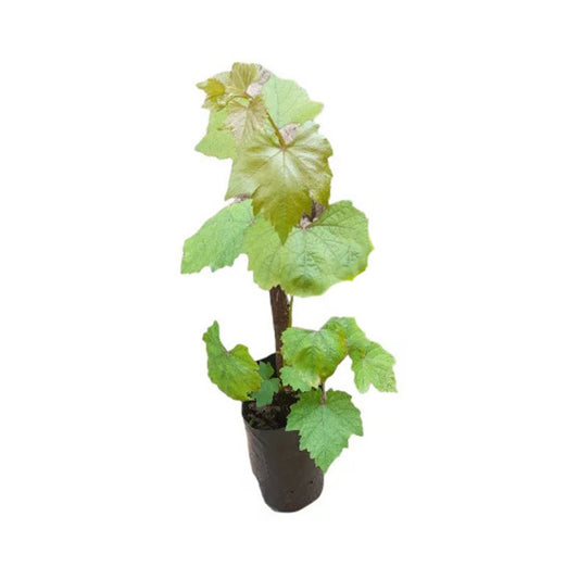 Lakpura® Israel Black Grapes Plant