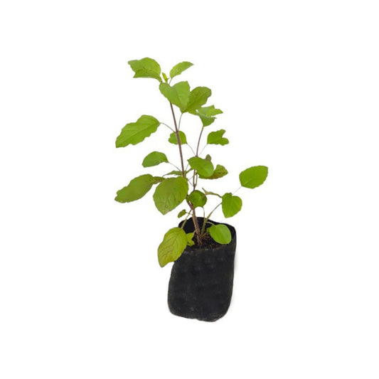 Lakpura® Malitha Layered Plant