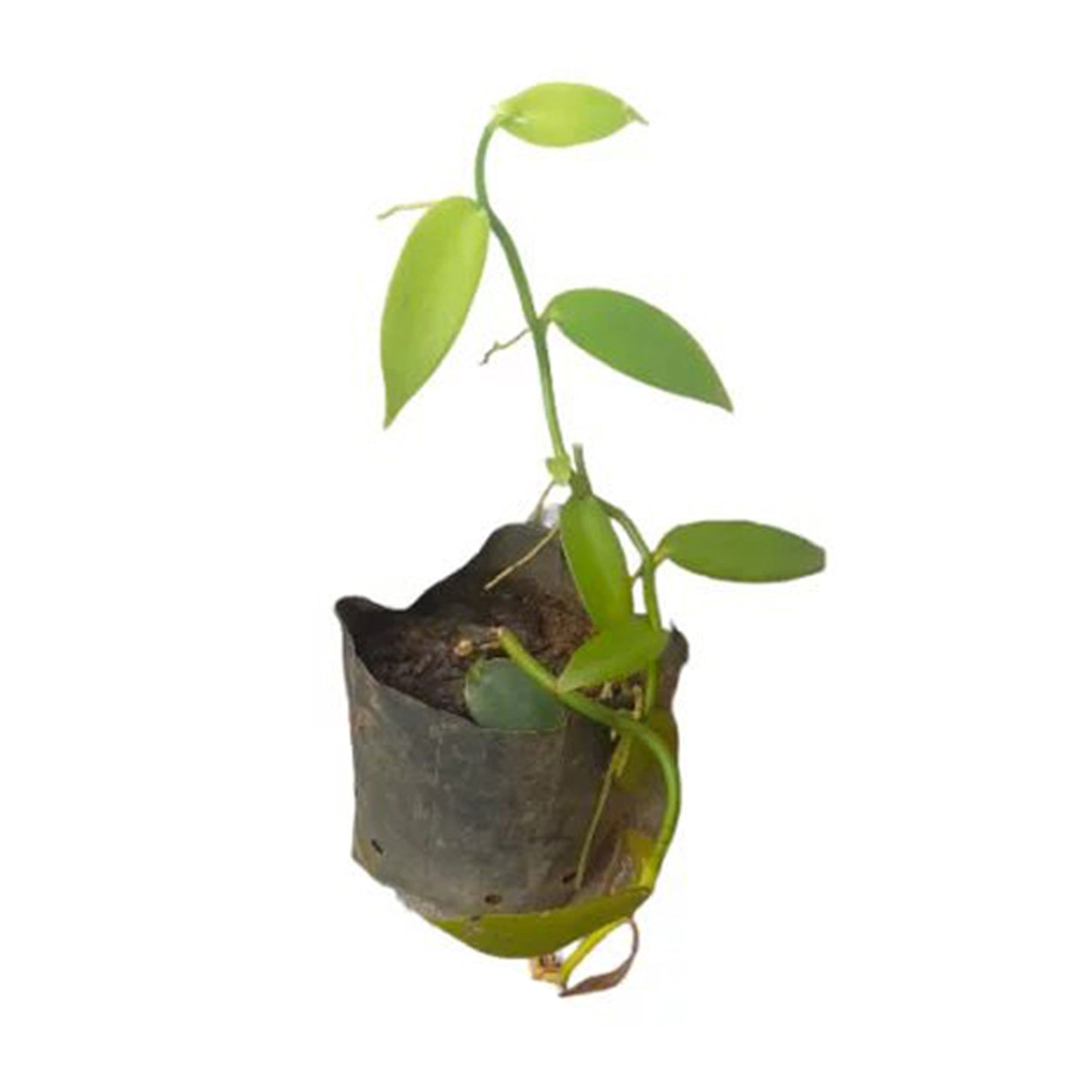 Vanille () Kruidenplanten