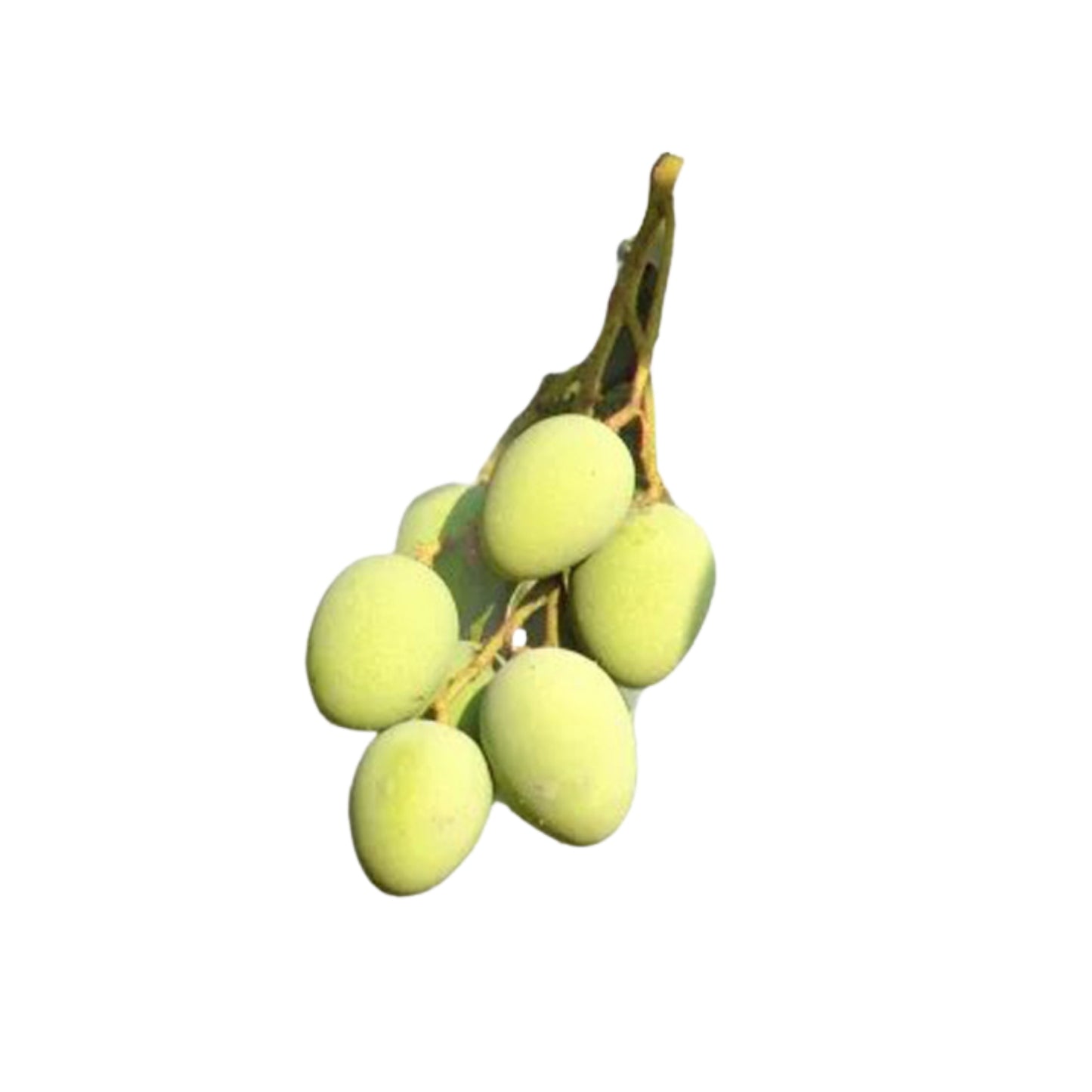 Lakpura® Bandaranayake zaadloze plant (Mee Mango)