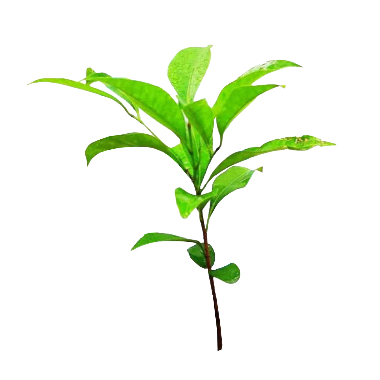 Lakpura Munamal (Spaanse kers) Plant