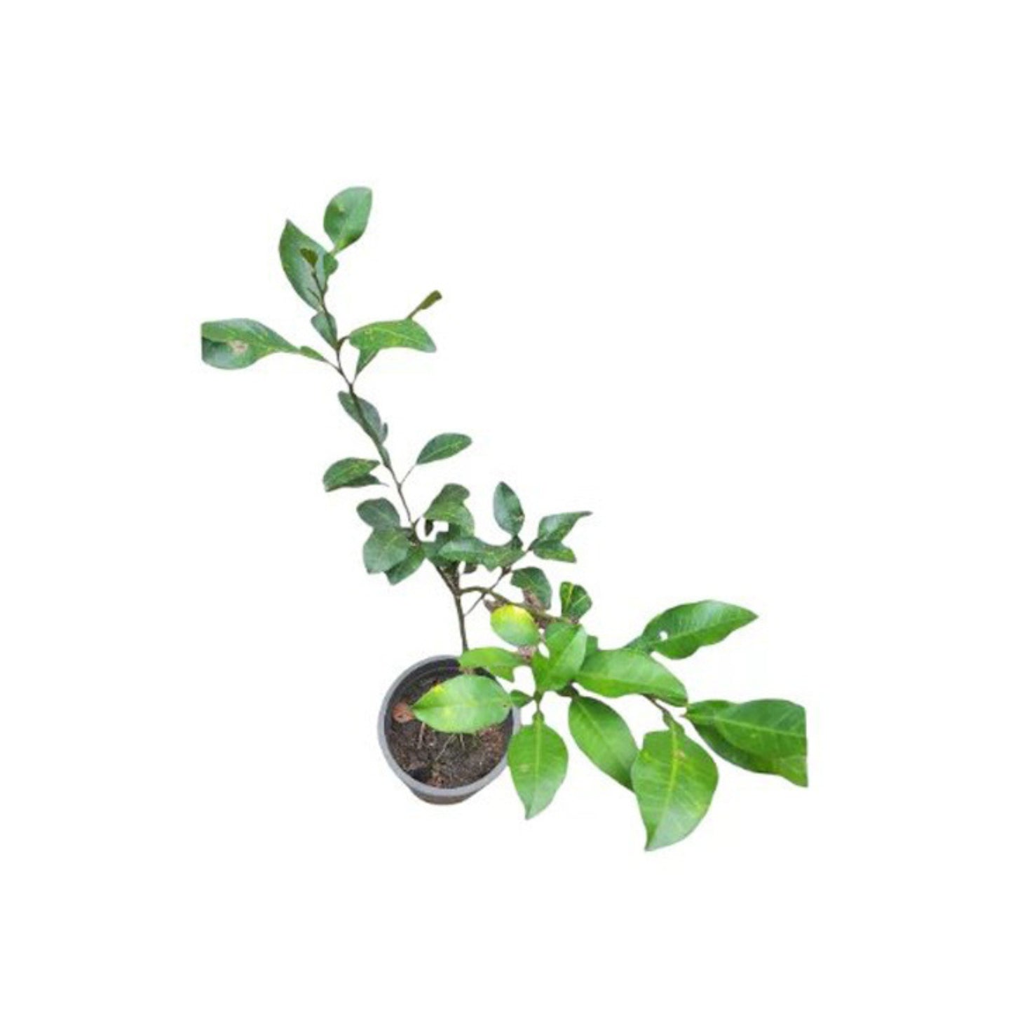Lakpura® Thaise Witte Pomelo Geënte Plant