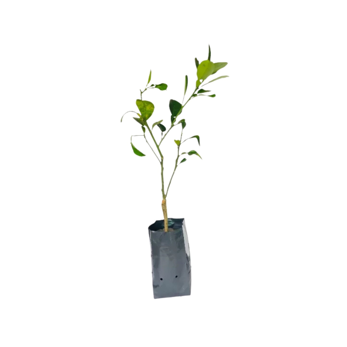 Lakpura® Thaise Witte Pomelo Geënte Plant