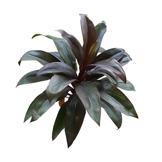 Lakpura® Dracaena paarse Compacta-bladeren - Medium