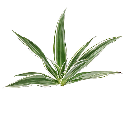 Lakpura Dracaena Sanderiana wit (50 bladeren) Medium
