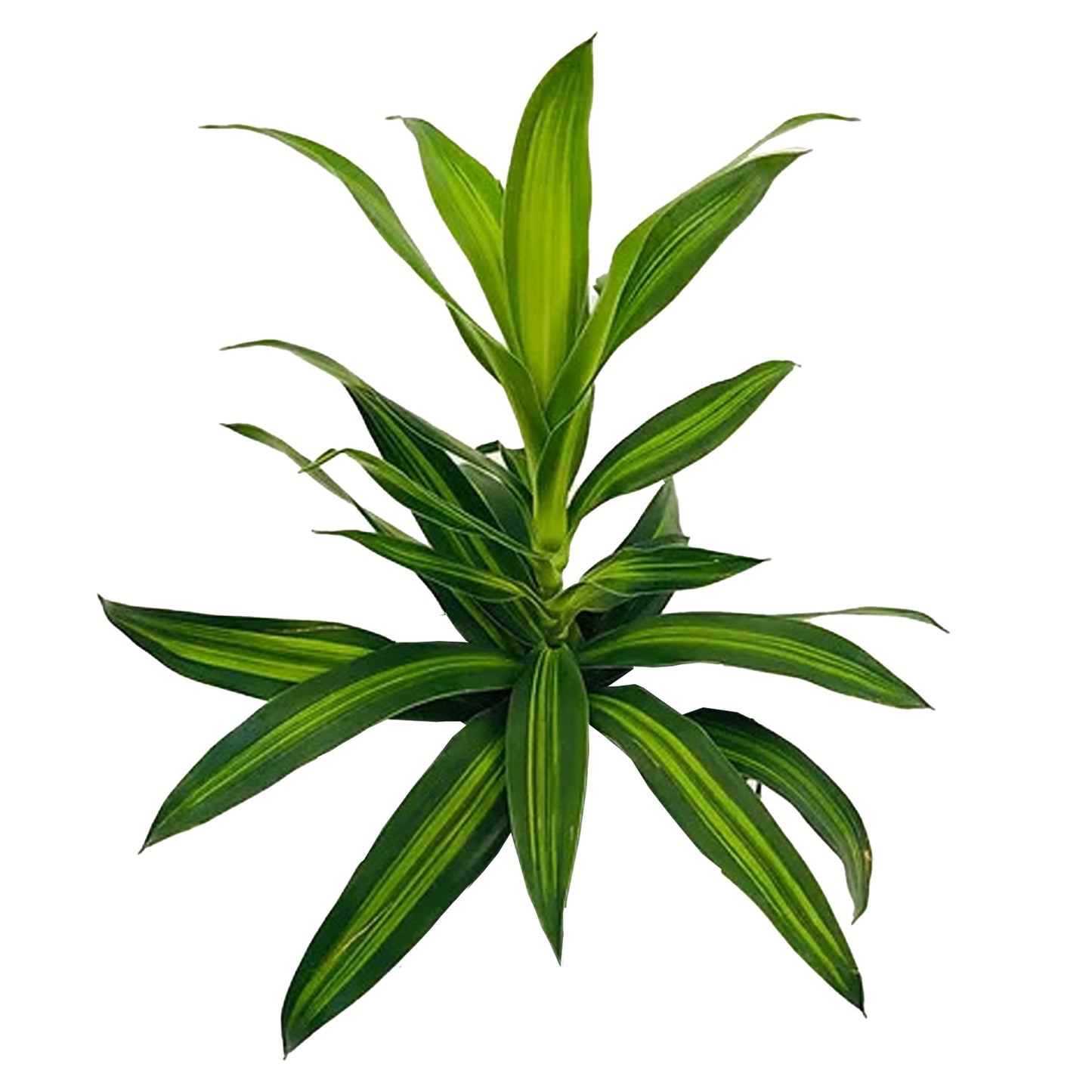 Lakpura Dracaena Reflexa 'Song of Jamaica' (50 blaadjes) Medium