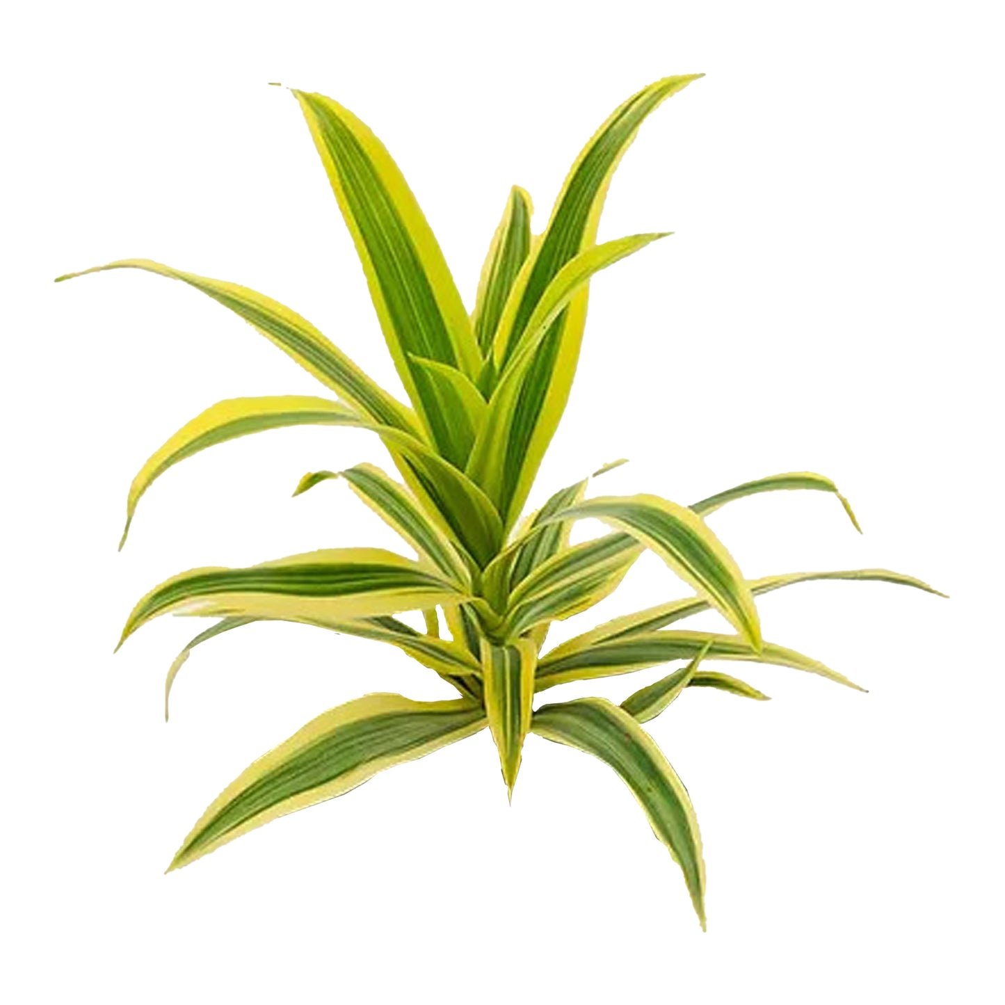 Lakpura Dracaena Reflexa 'Song of India' (50 blaadjes) Medium