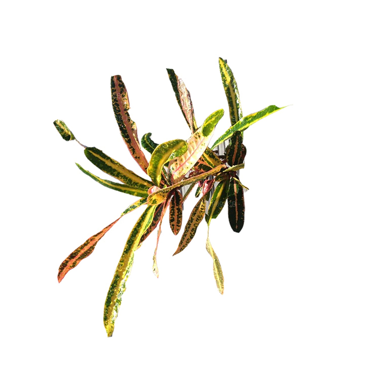 Lakpura Victoria Gold Bell Croton (50 blaadjes)