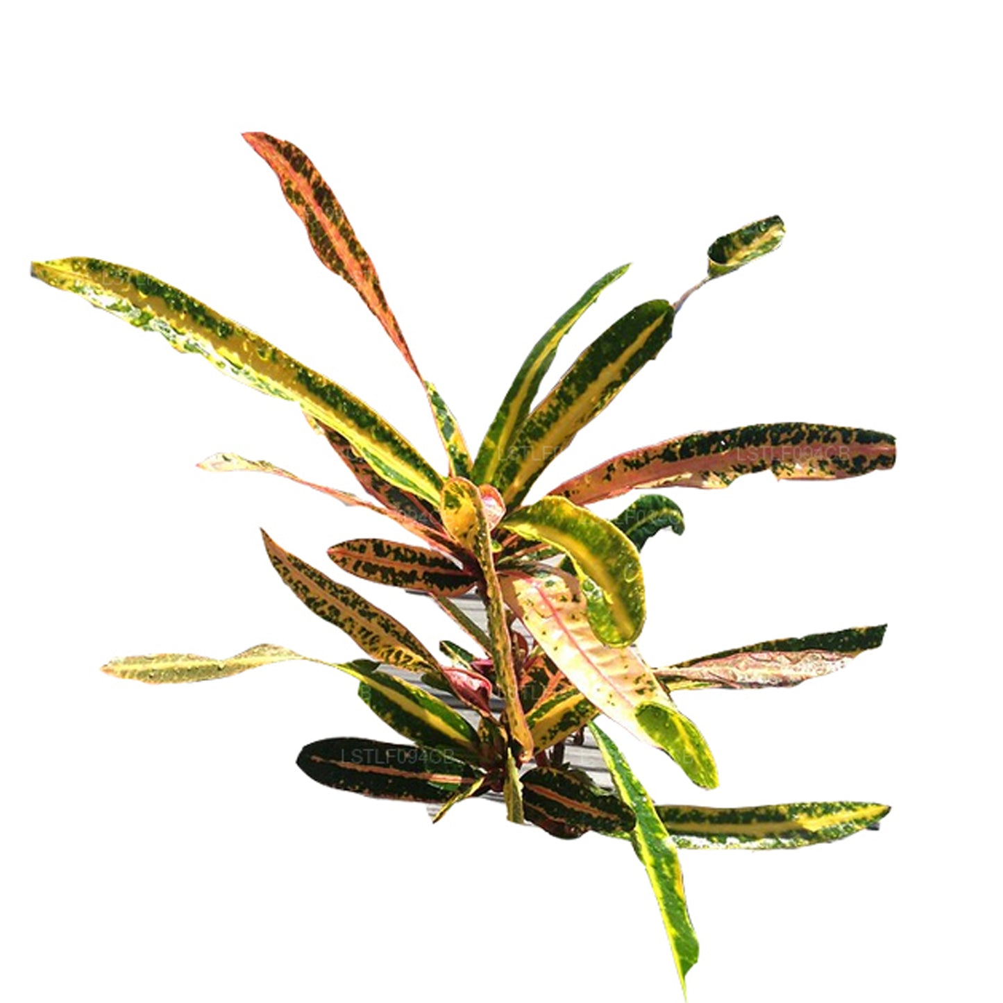 Lakpura Victoria Gold Bell Croton (50 blaadjes)