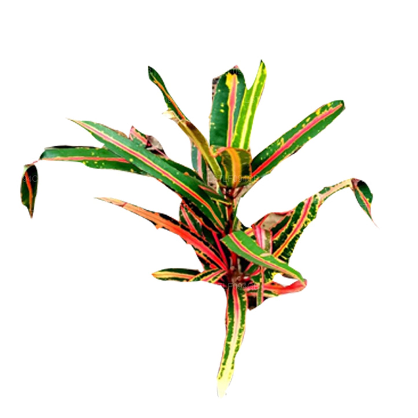 Lakpura Victoria Gold Bell Croton (50 blaadjes)