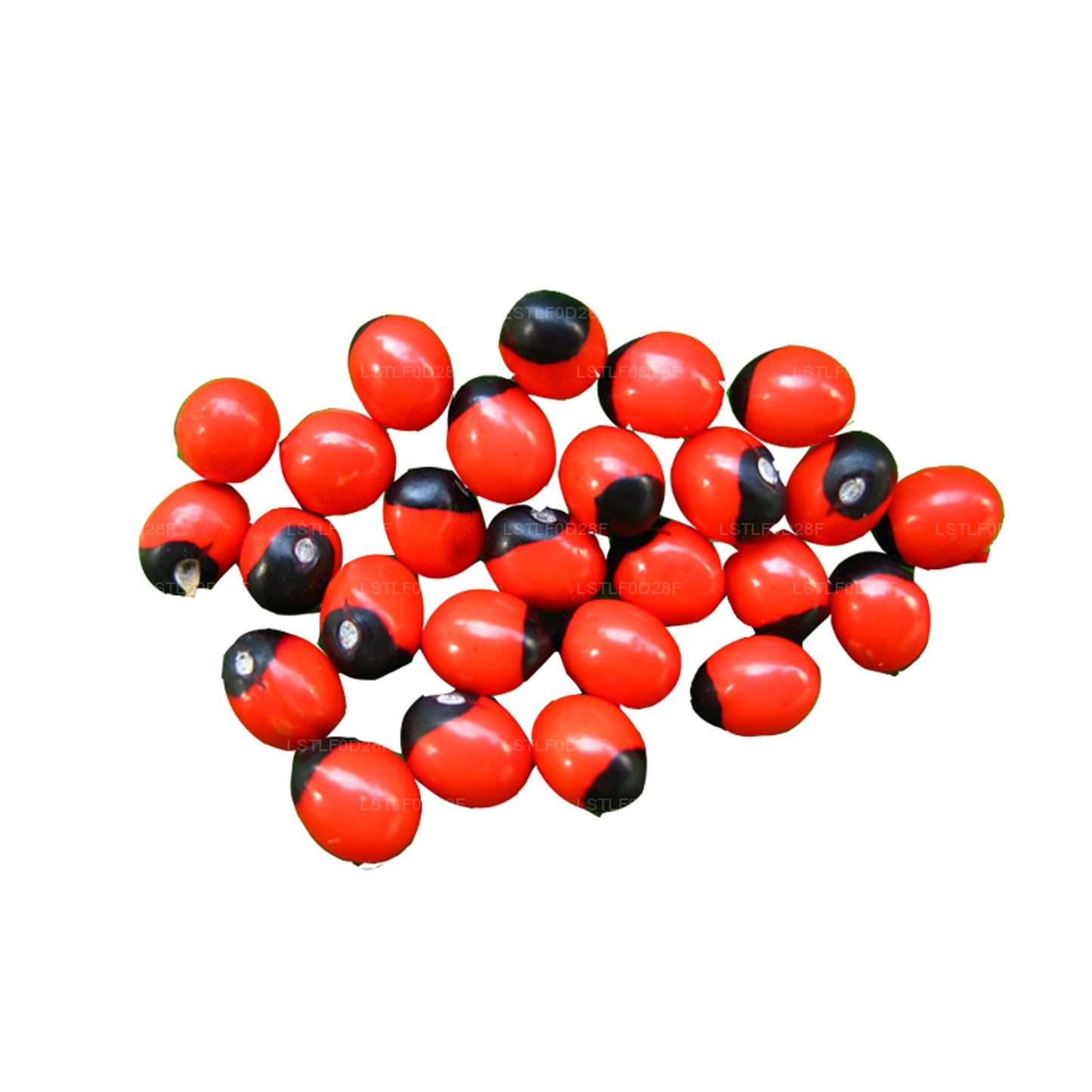 Lakpura® Olinda (Marokkaanse Abrus) Zaden