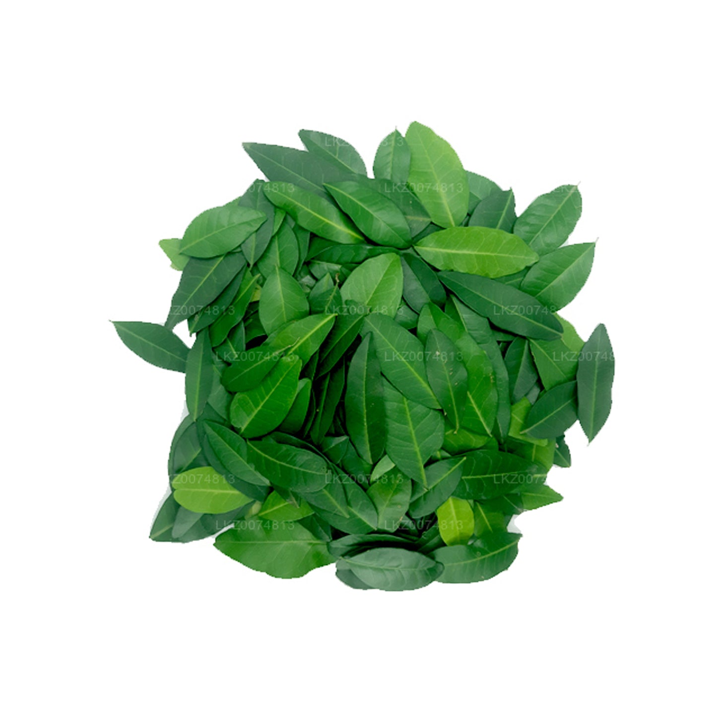 Lakpura Fresh Yaki Naran (Atalantia Ceylanica) 100 blaadjes