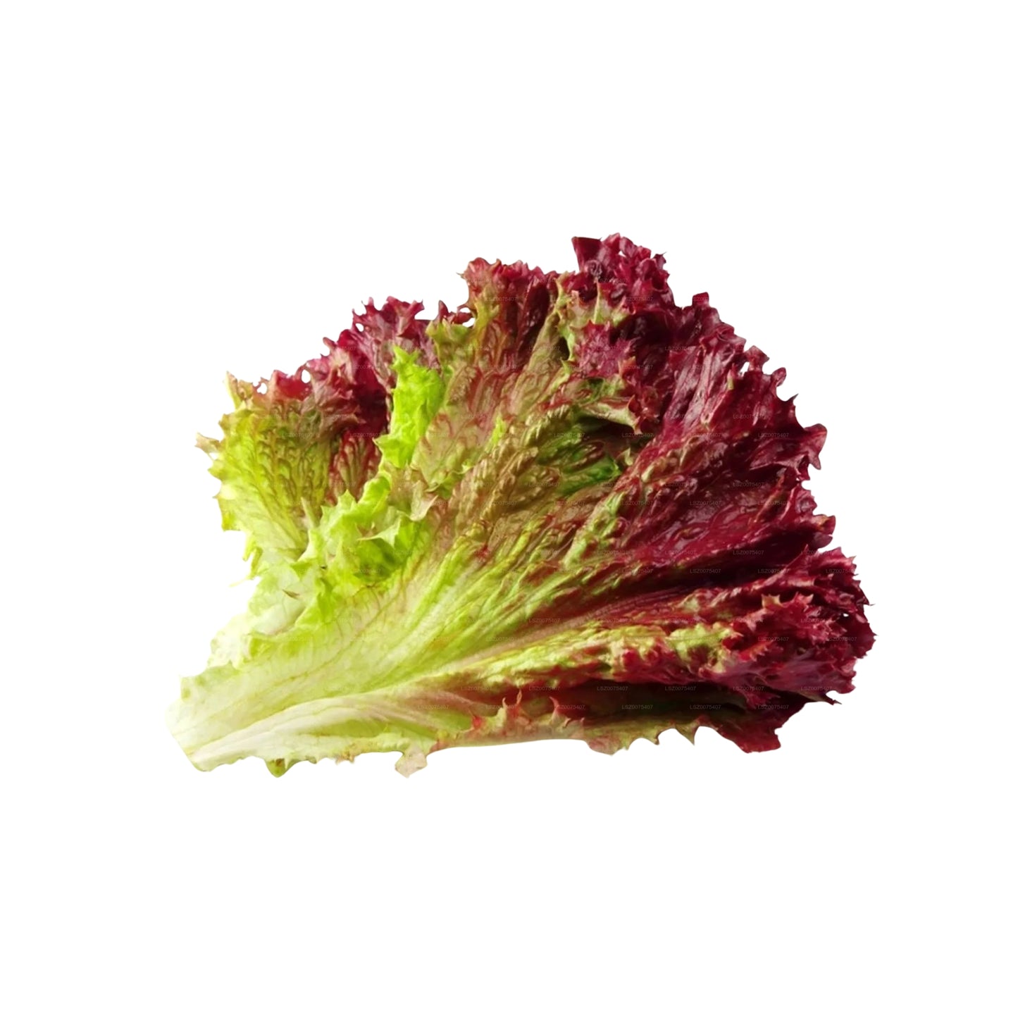 Lakpura® Lettuce
