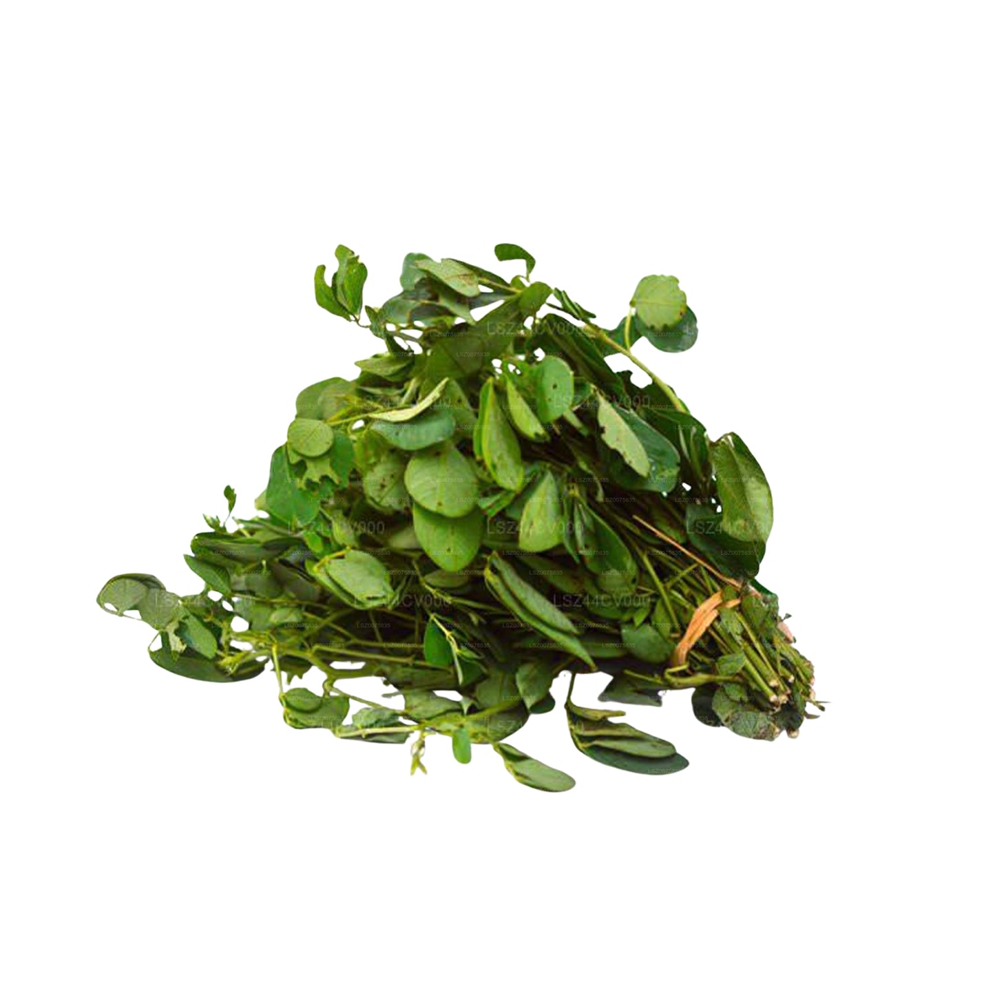 Lakpura® Thora Leaves