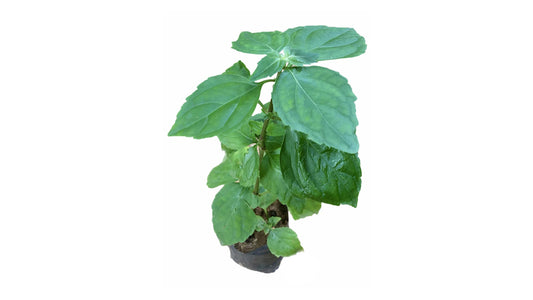 Lakpura Kollan Plant