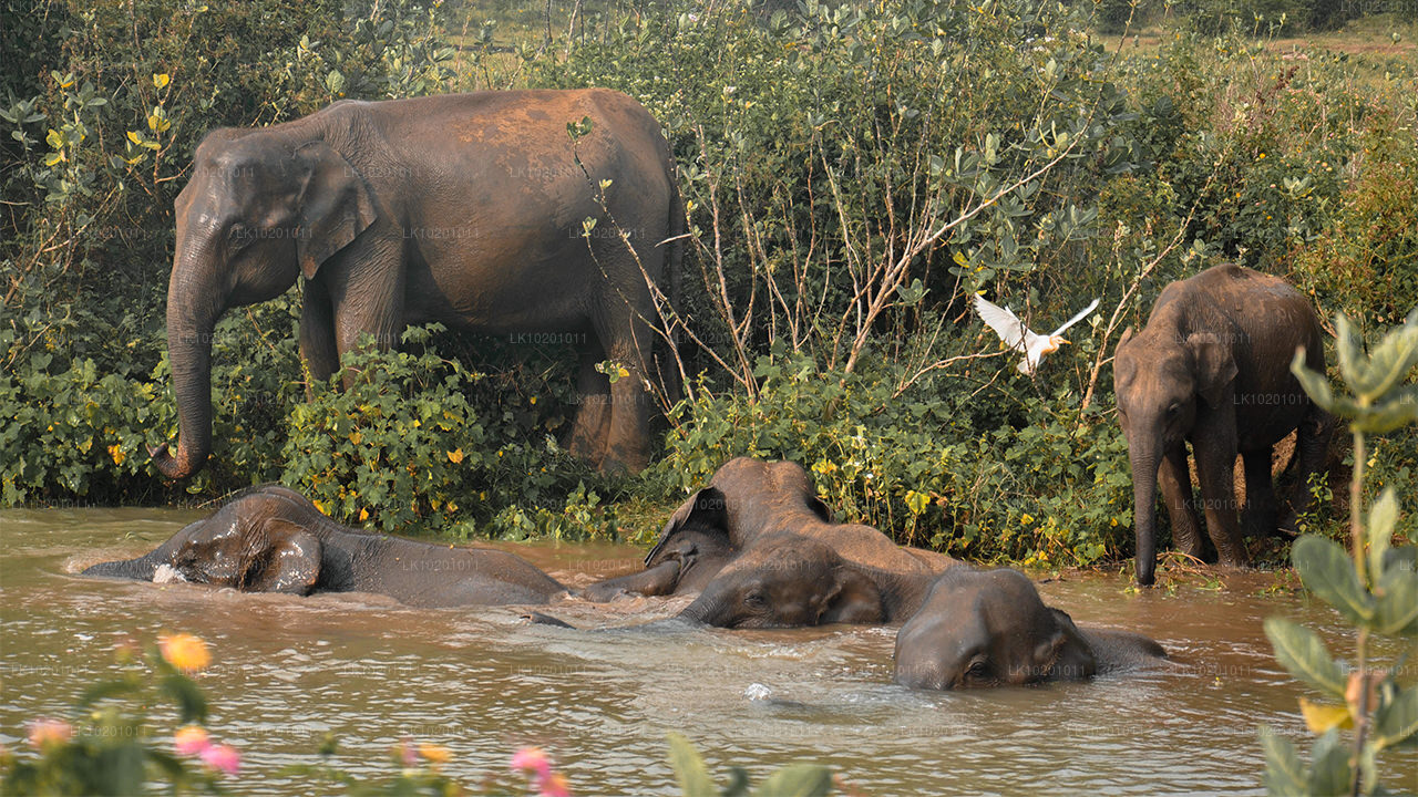 Udawalawe en Galle vanuit Colombo (2 dagen)