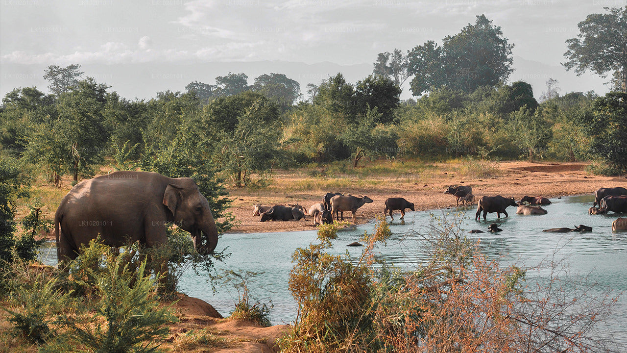 Udawalawe en Galle vanuit Colombo (2 dagen)