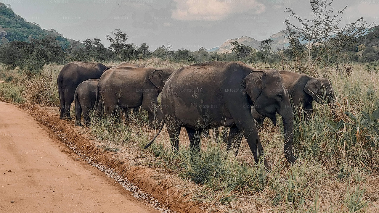 Udawalawe en Galle vanuit Colombo (2 dagen)