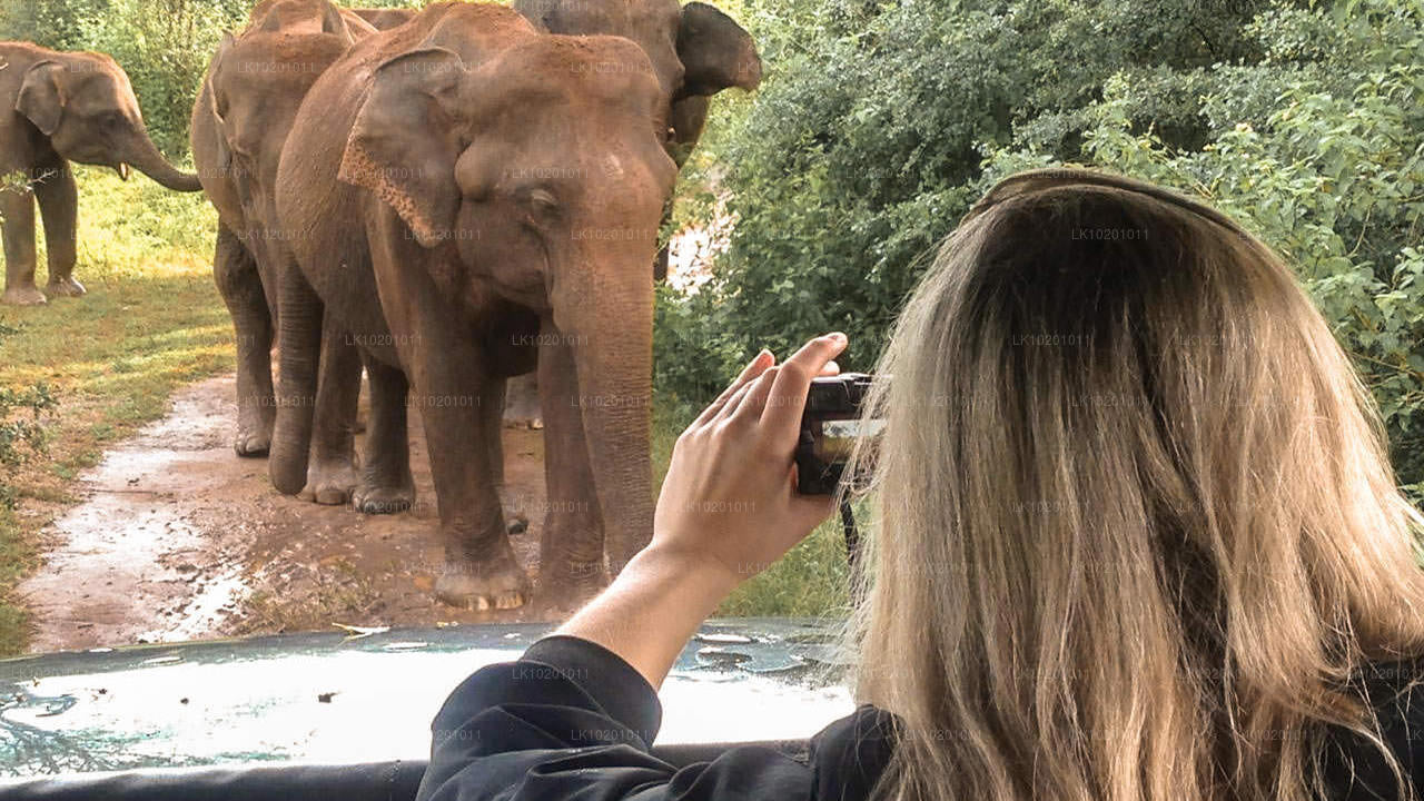 Udawalawe en Galle vanuit Colombo (2 dagen)