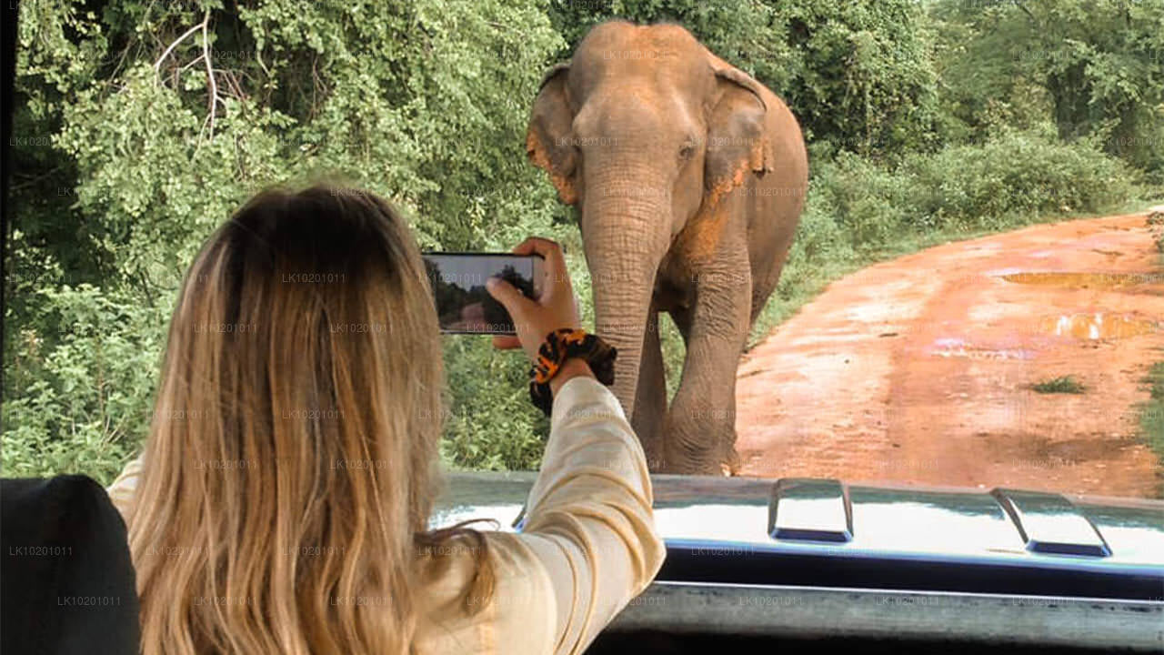 Udawalawe en Galle vanuit Colombo (2 dagen)
