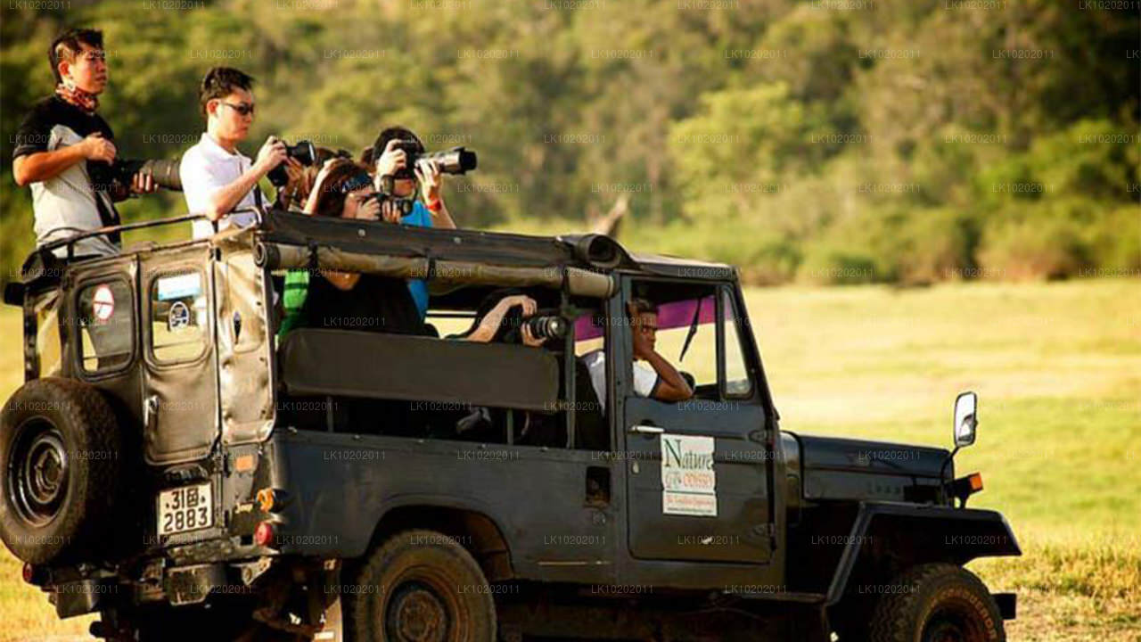 Sigirya en Minneriya vanuit Colombo (2 dagen)