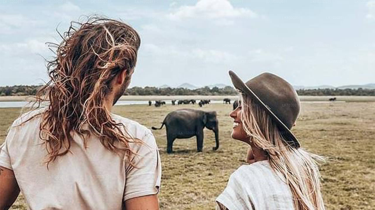 Sigirya en Minneriya vanuit Colombo (2 dagen)