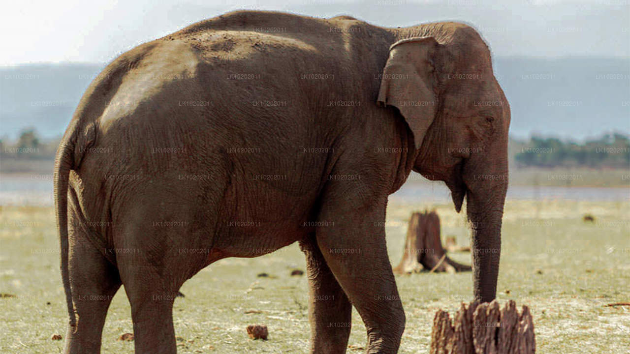 Sigirya en Minneriya vanuit Colombo (2 dagen)