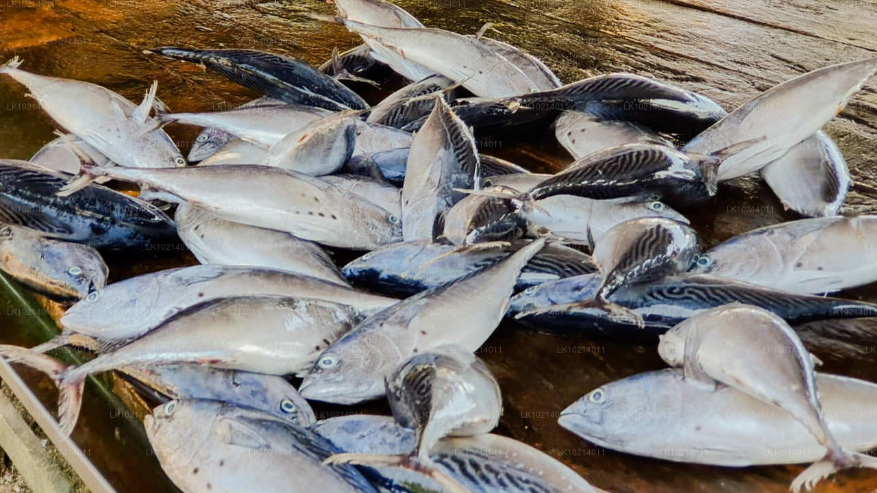 Ahangama en Mirissa uit Bentota (2 dagen)