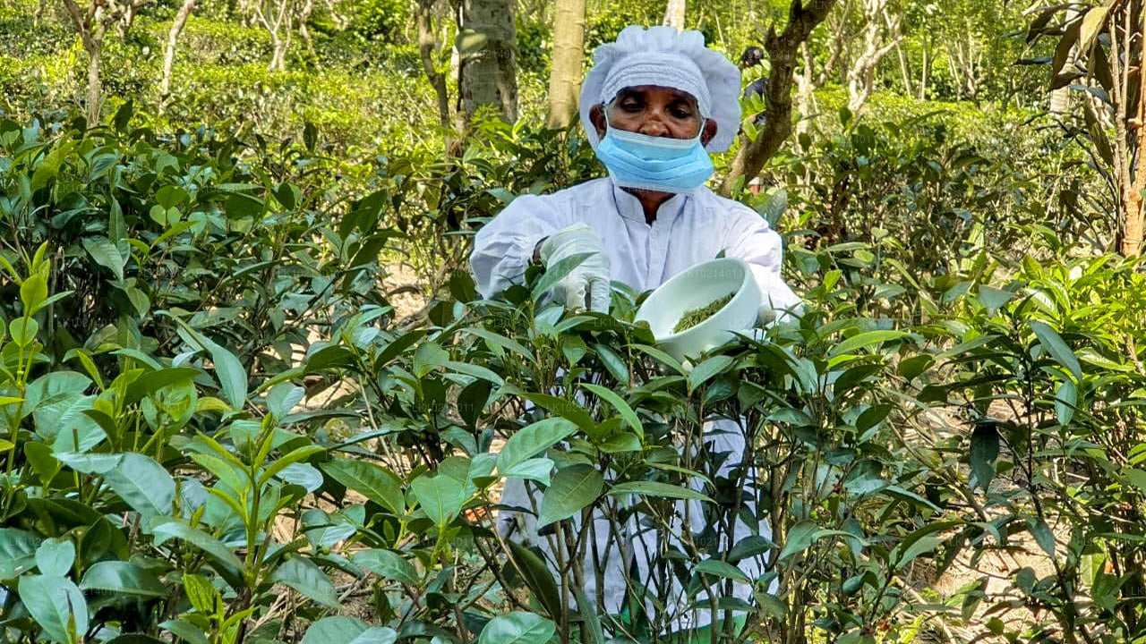 Ahangama en Mirissa uit Bentota (2 dagen)