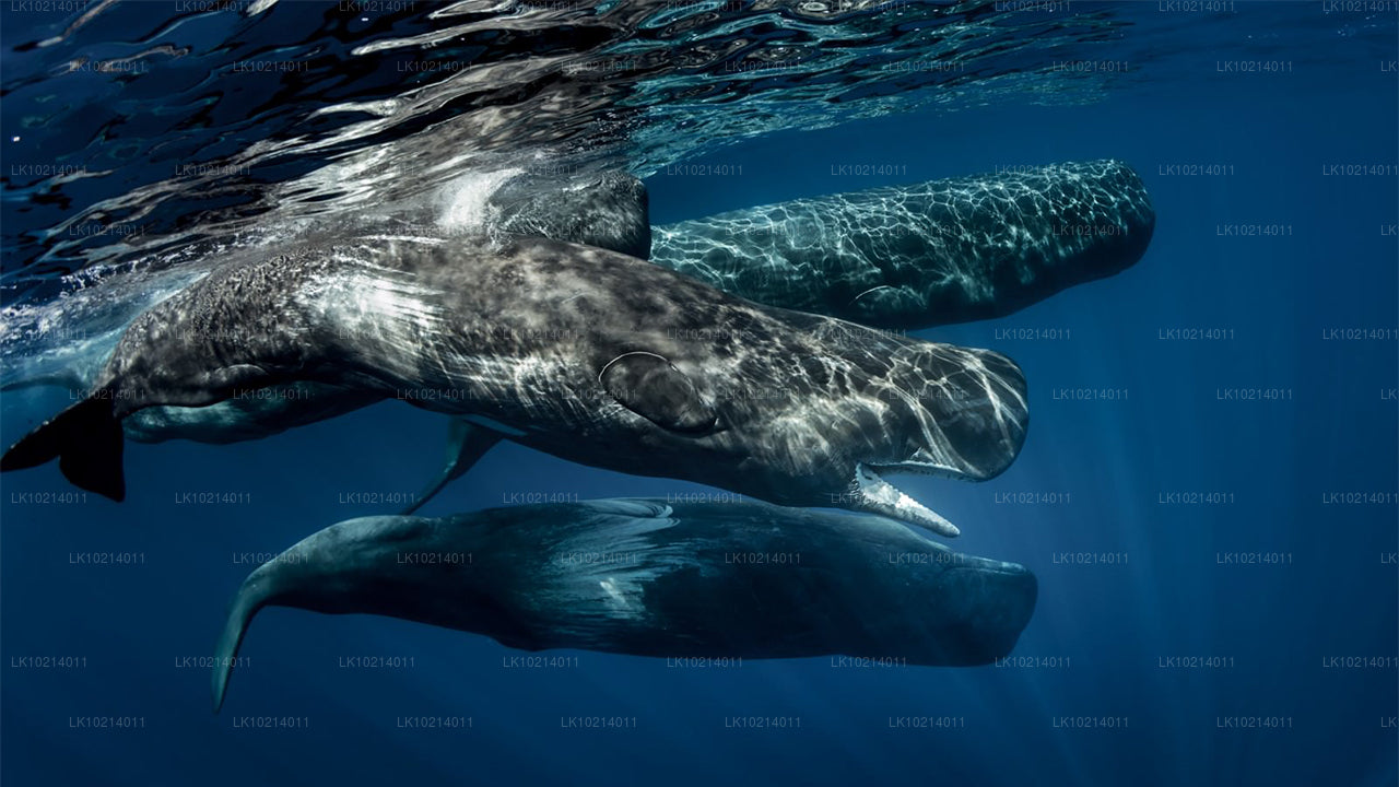 Ahangama en Mirissa uit Bentota (2 dagen)