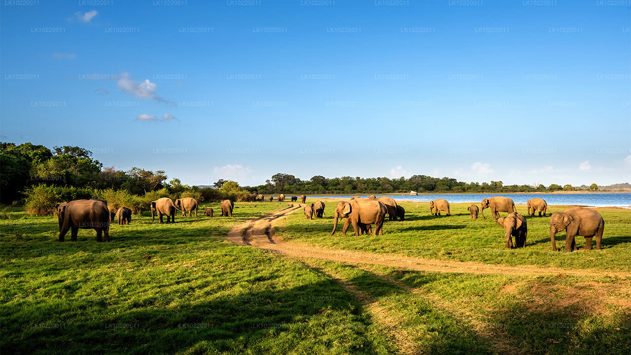 Ethos of Ceylon vanuit Kandy (2 dagen)