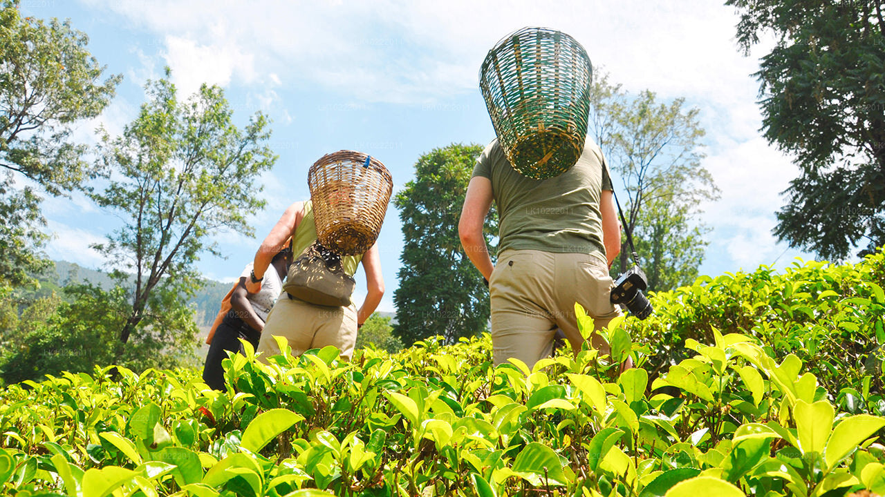 Highland Glory vanuit Kandy (2 dagen)