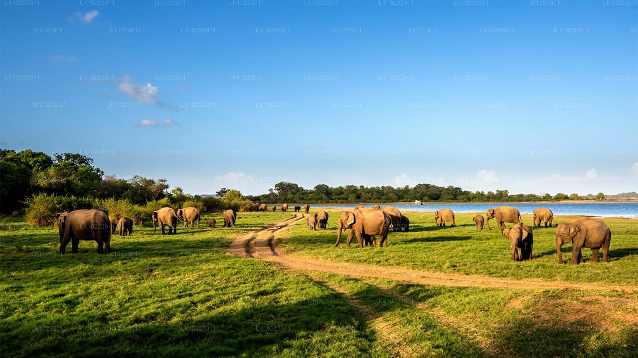 Sigirya en Minneriya vanuit Negombo (2 dagen)