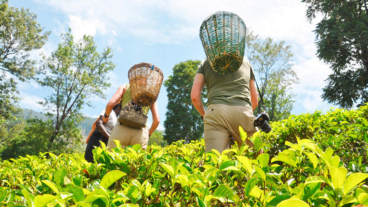 Nuwara Eliya uit Negombo (2 dagen)