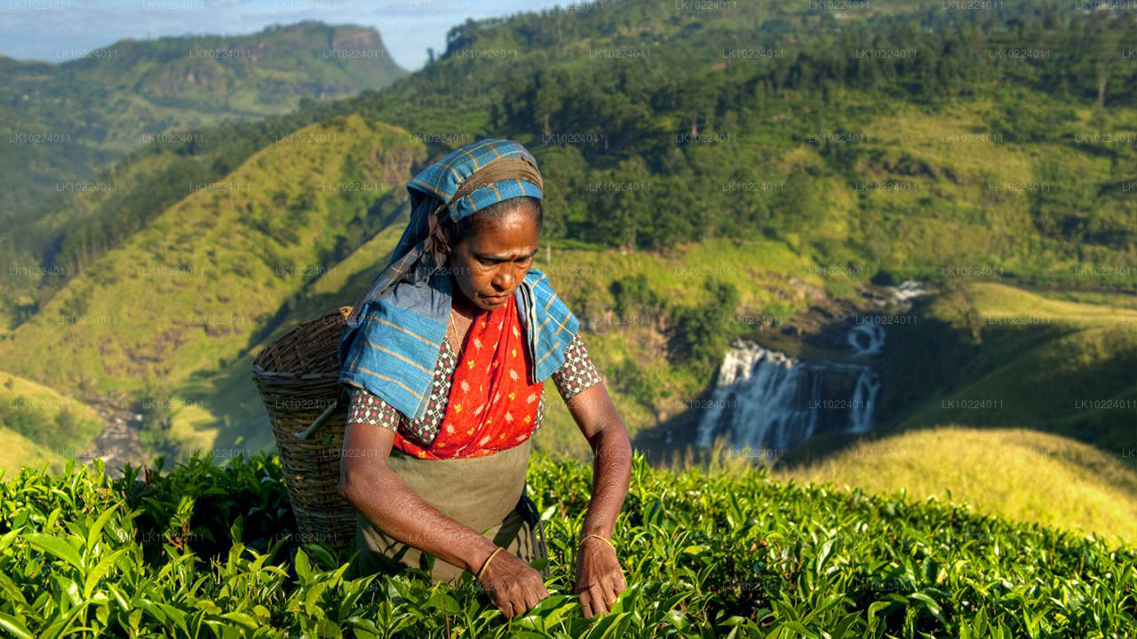 Nuwara Eliya uit Negombo (2 dagen)