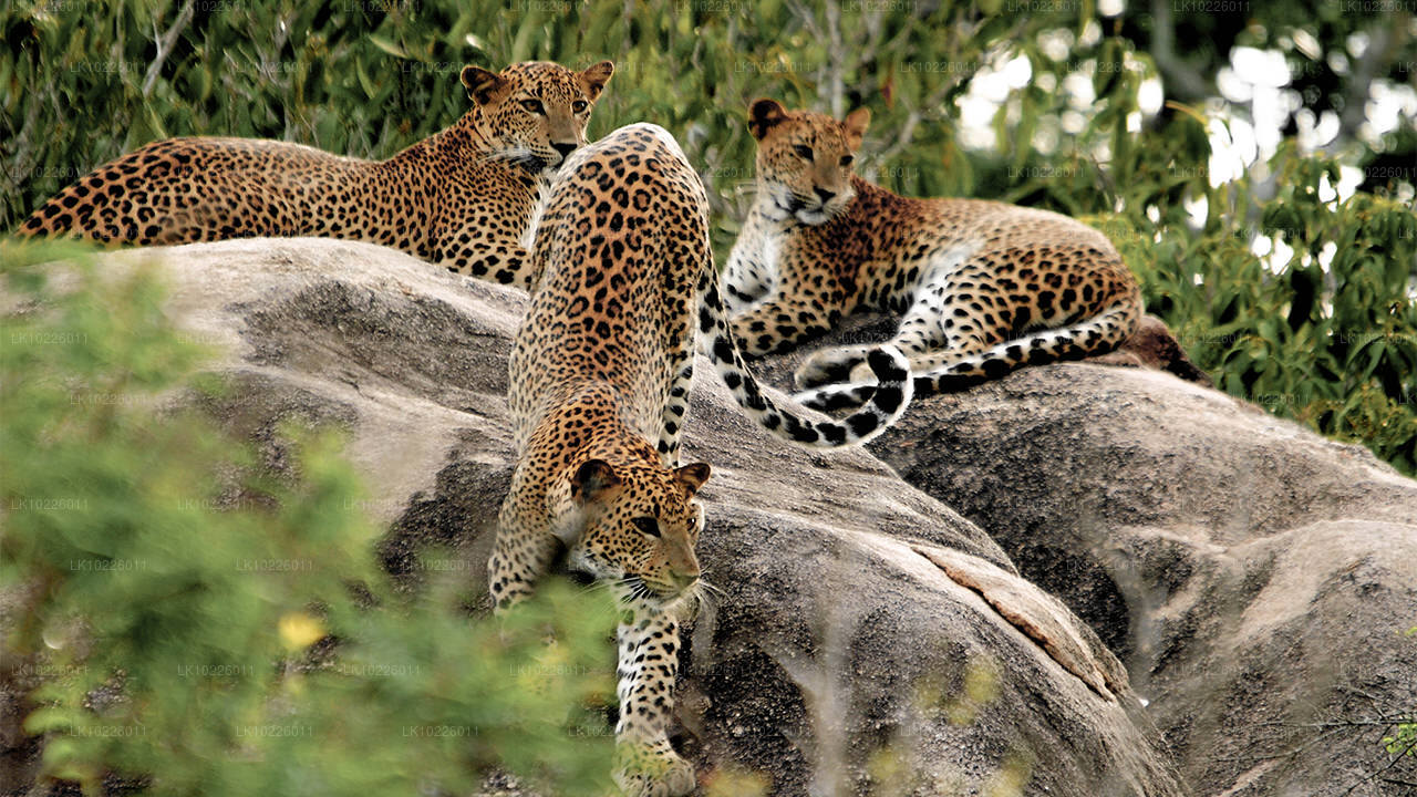 Tempels en wildernis vanuit Negombo (2 dagen)