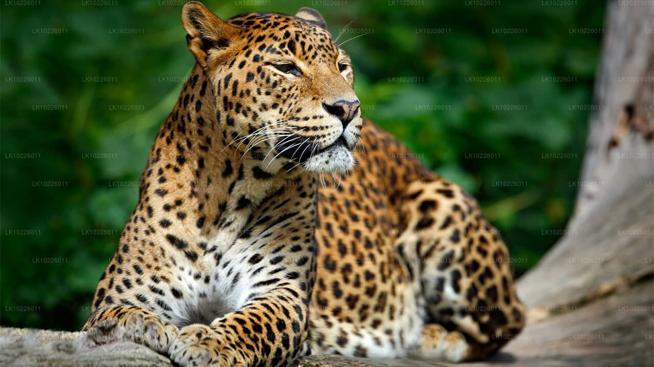 Tempels en wildernis vanuit Negombo (2 dagen)