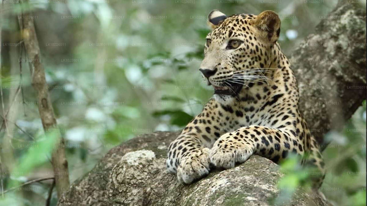 Tempels en wildernis vanuit Negombo (2 dagen)