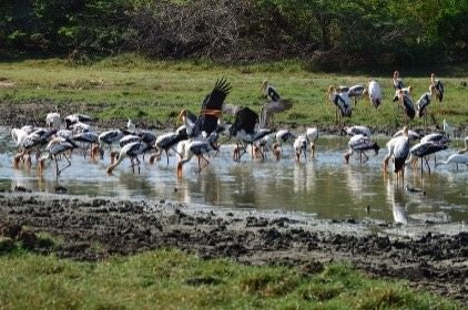 Wild Wonders and Hidden Temples from Bentota (2 Days)