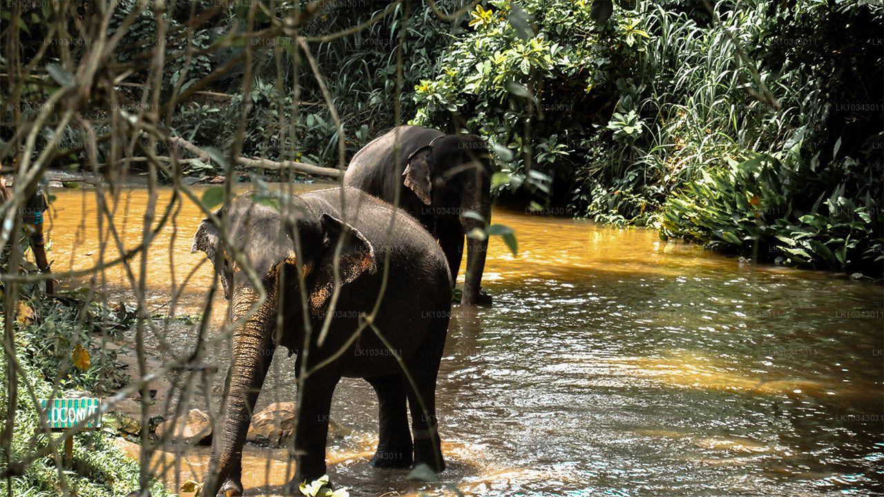 Wonder Island (3 dagen)